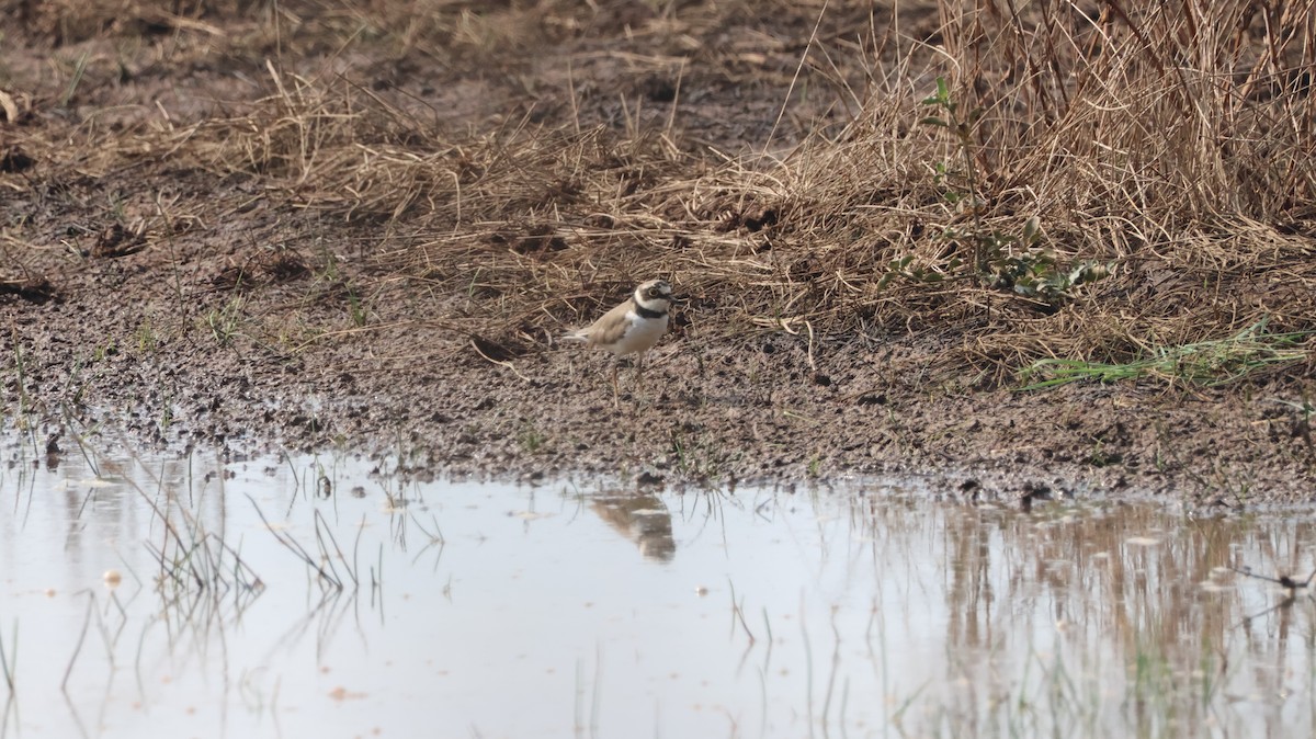 Corriere piccolo - ML651610197