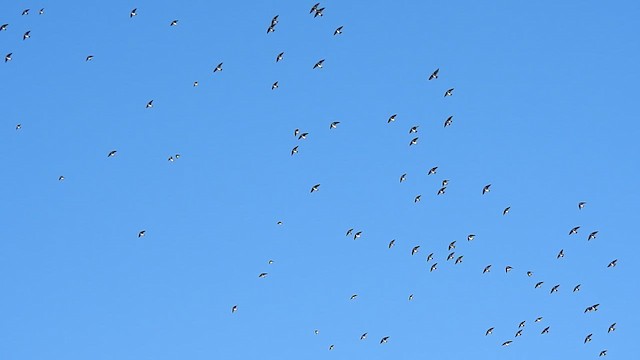 Tree Swallow - ML651610227