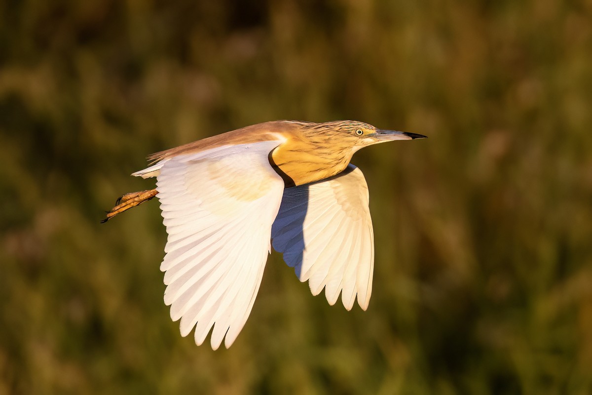 Crabier chevelu - ML651610231