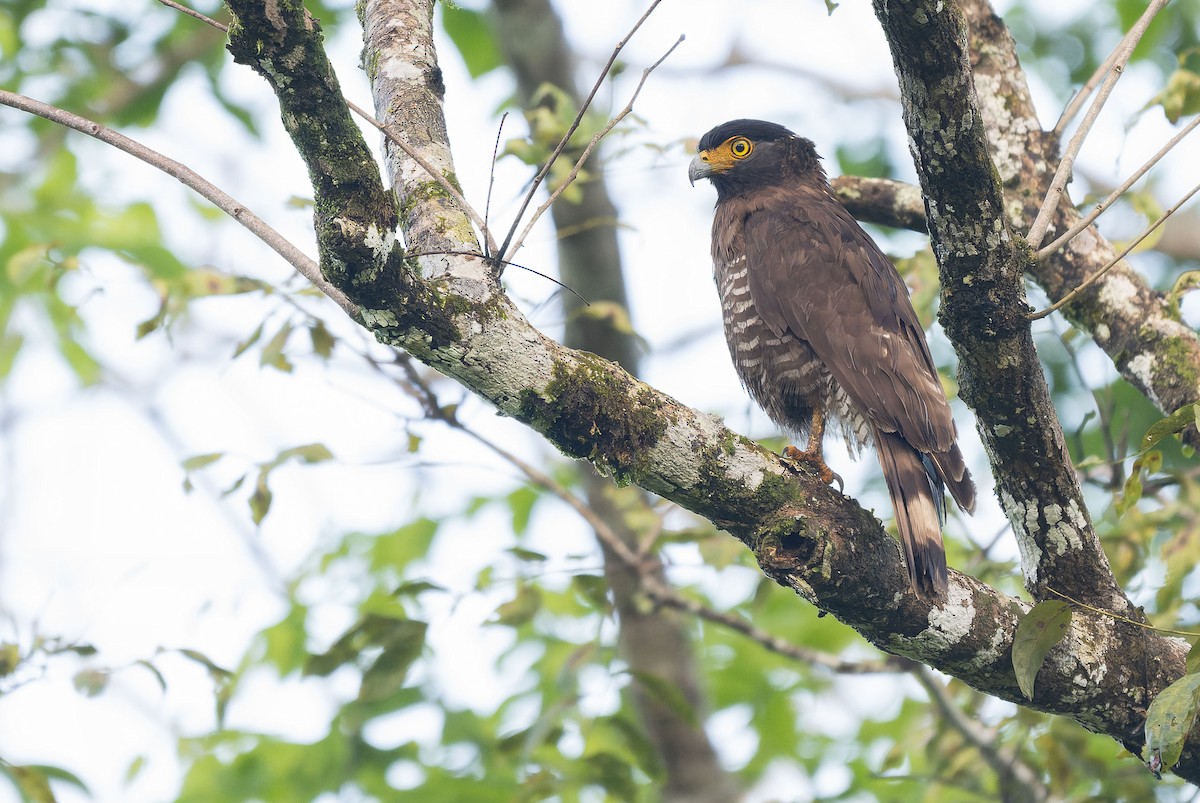 Sulawesi Serpent-Eagle - ML651610409