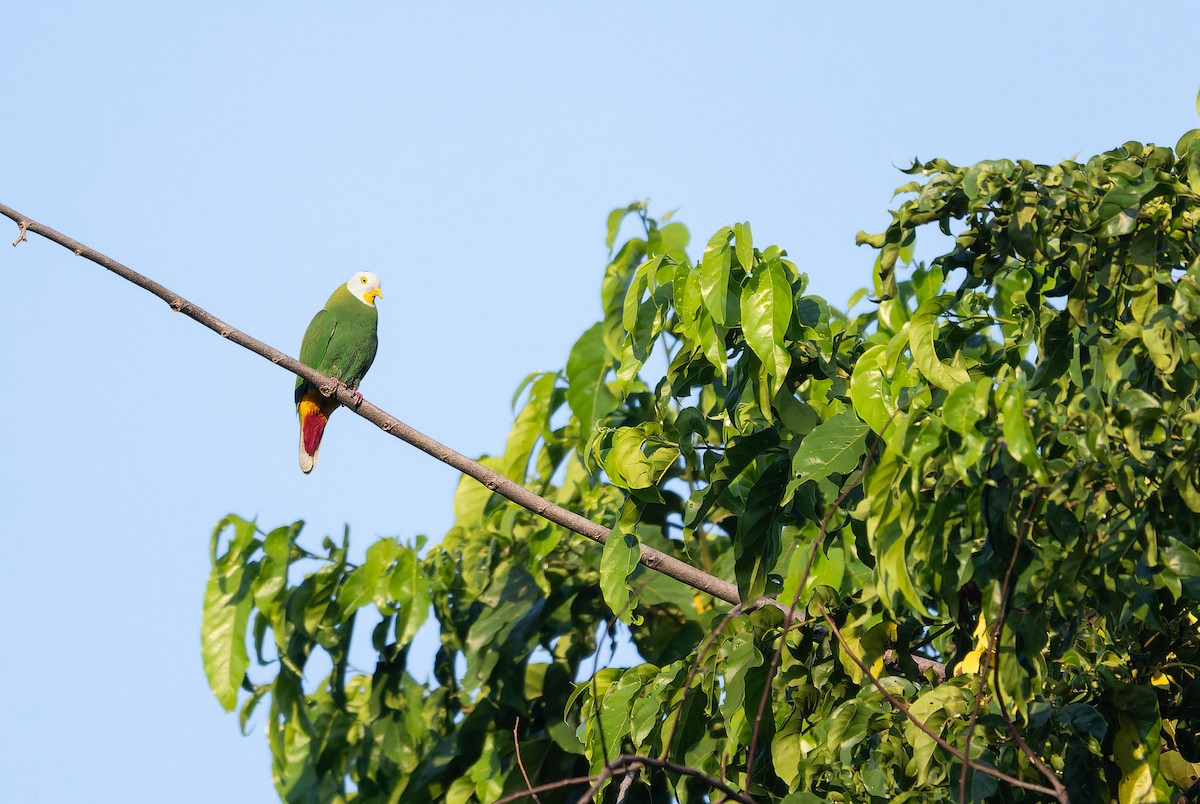 Black-naped Fruit-Dove - ML651610434