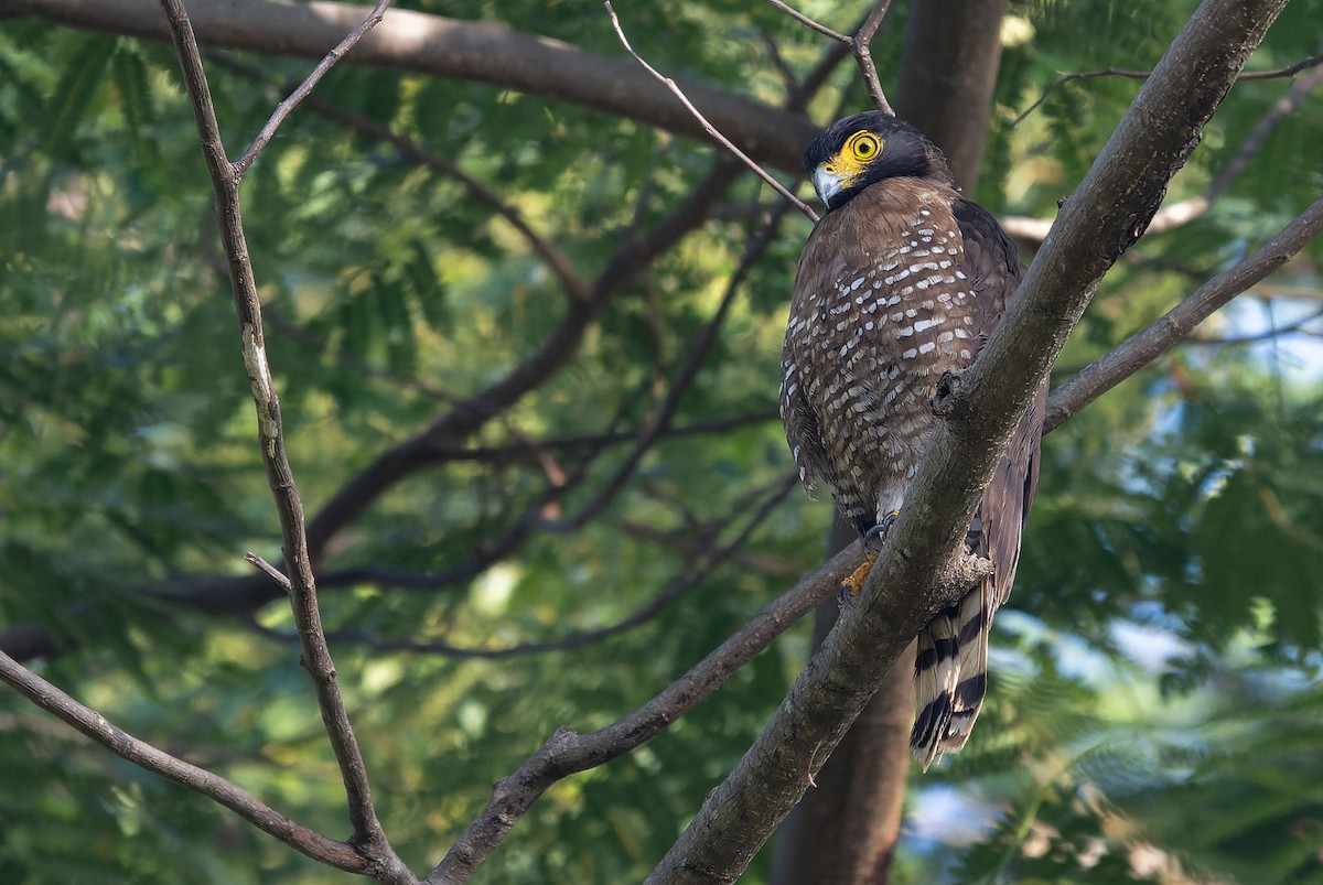 Sulawesi Serpent-Eagle - ML651610437