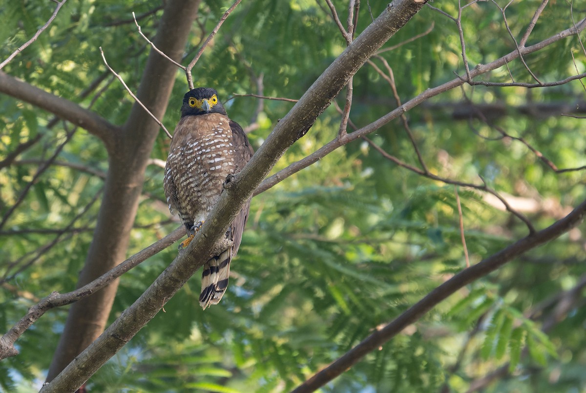Sulawesi Serpent-Eagle - ML651610438