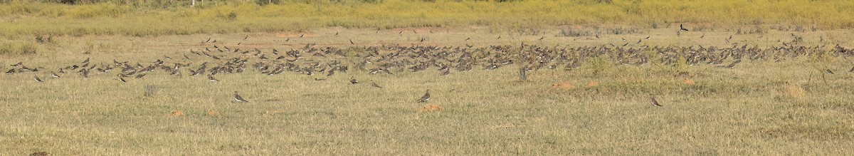 Glaréole à ailes noires - ML651610569