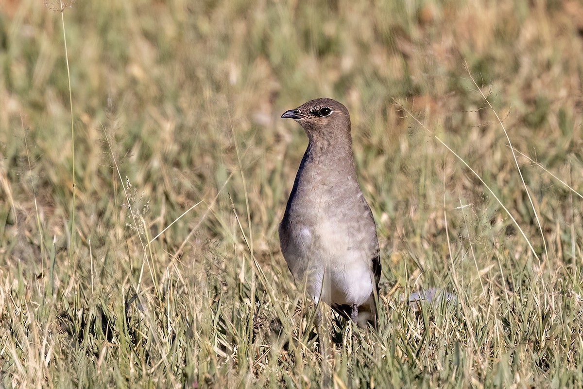 Glaréole à ailes noires - ML651610614