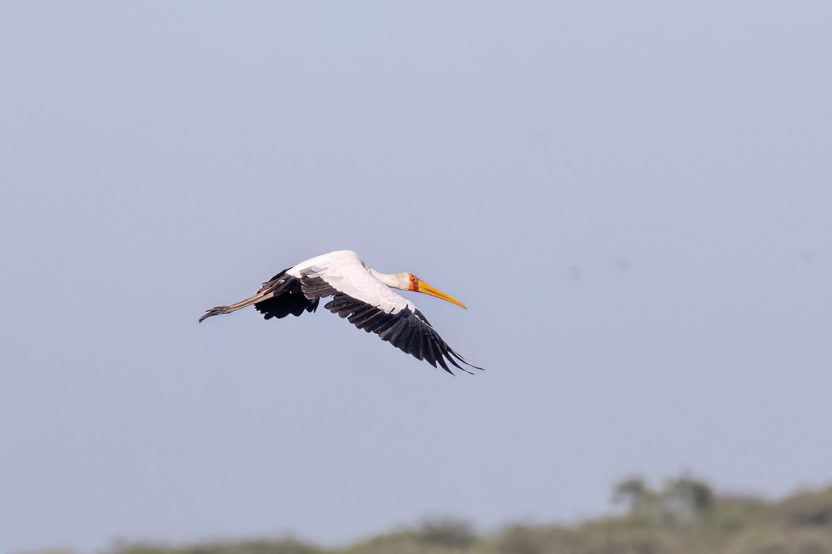 Tantale ibis - ML651610673