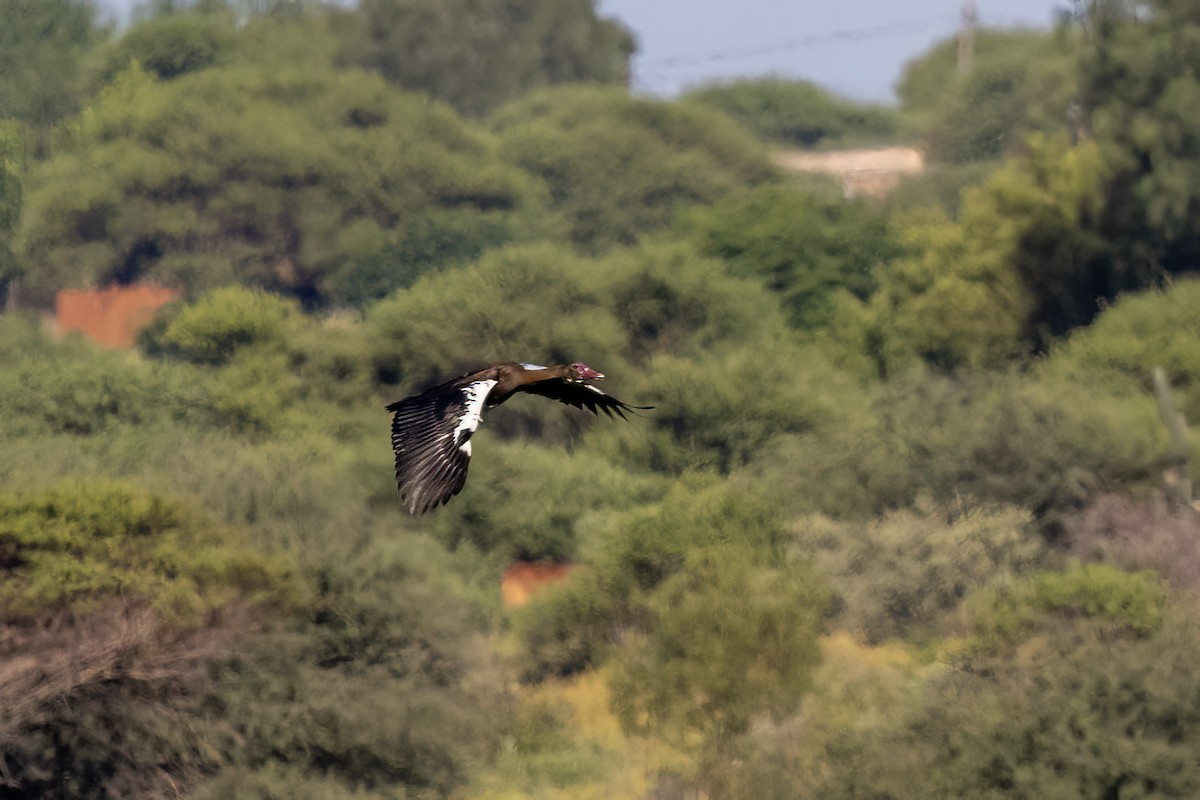 Oie-armée de Gambie (niger) - ML651610711