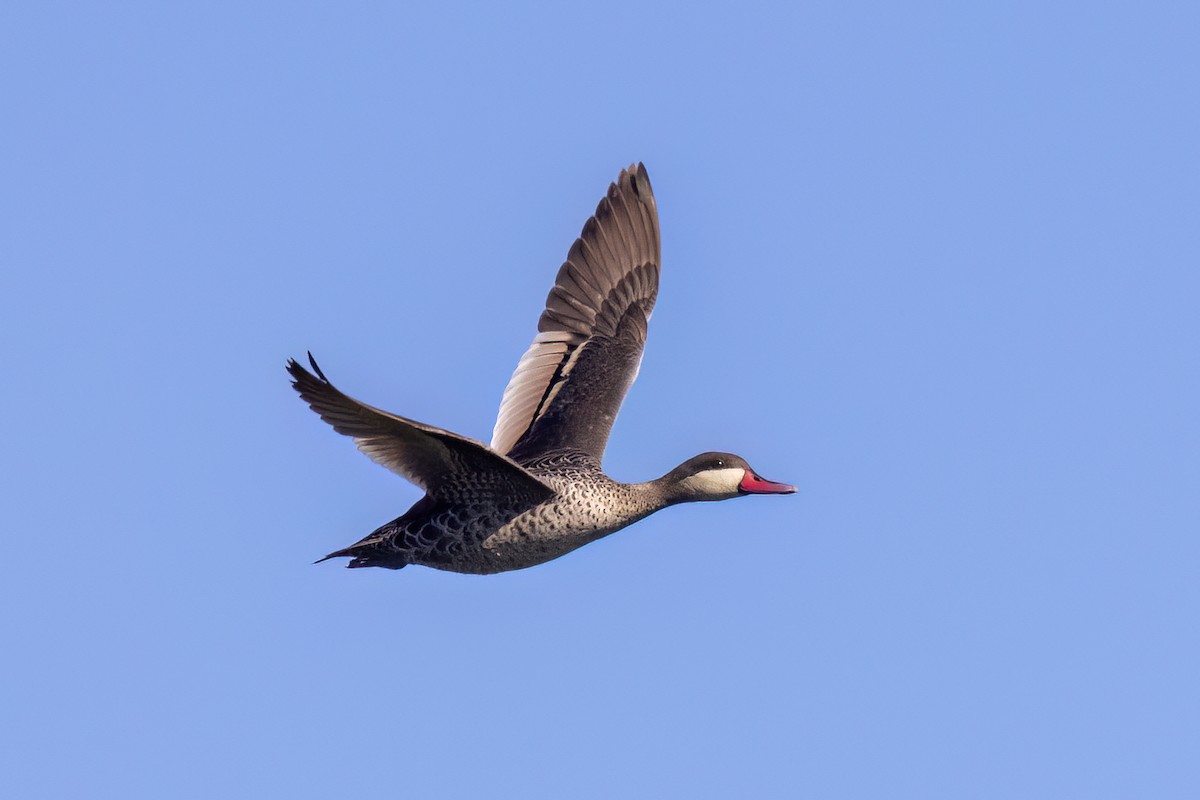 Canard à bec rouge - ML651610789