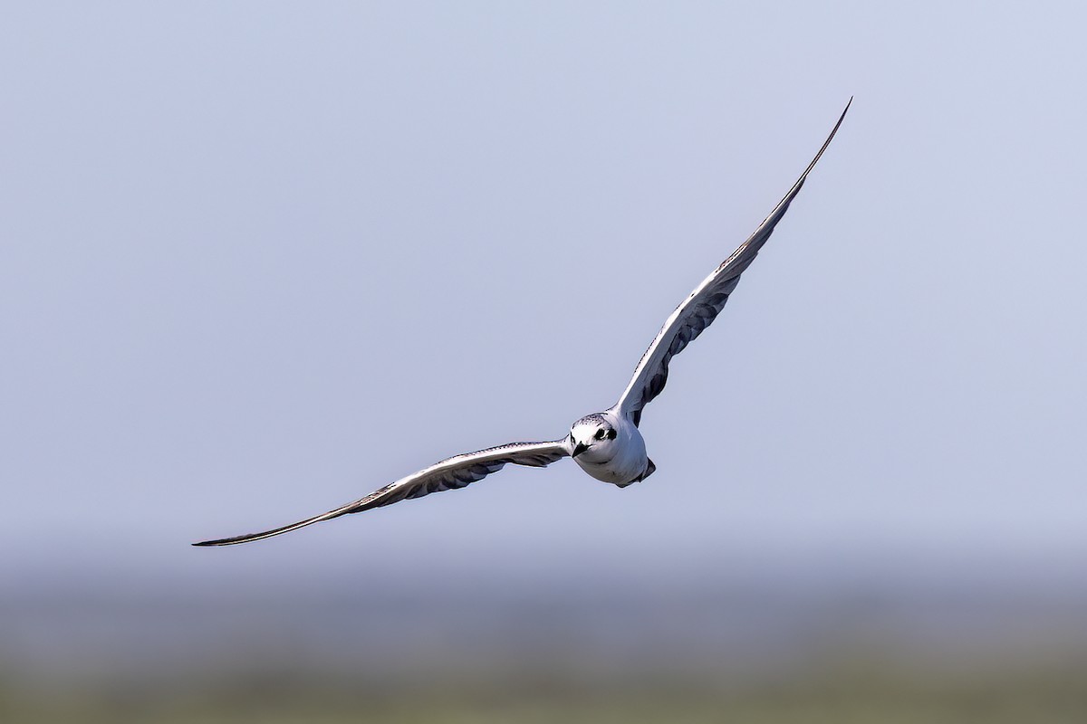 Guifette leucoptère - ML651610908