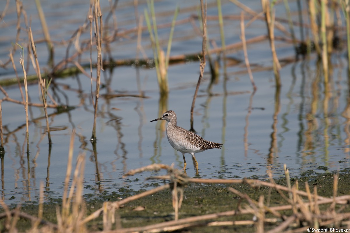 Wood Sandpiper - Swapnil Bhosekar