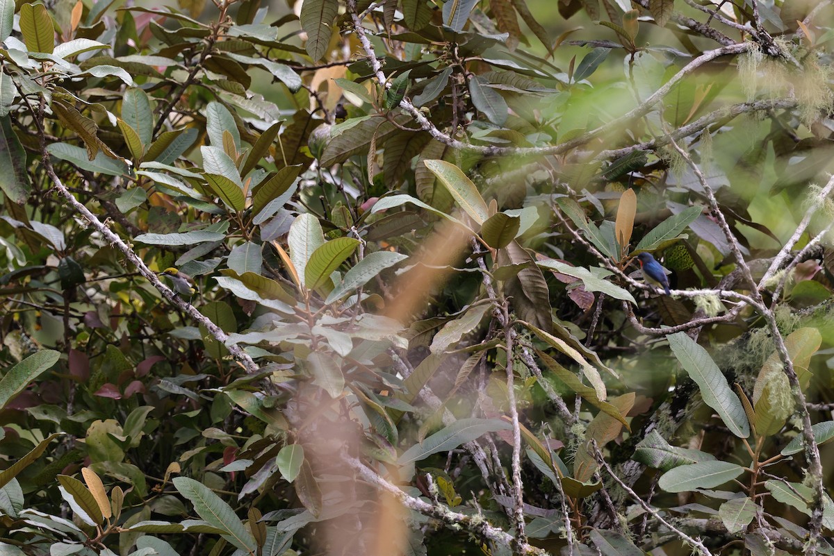 Fire-throated Flowerpecker - ML651611224