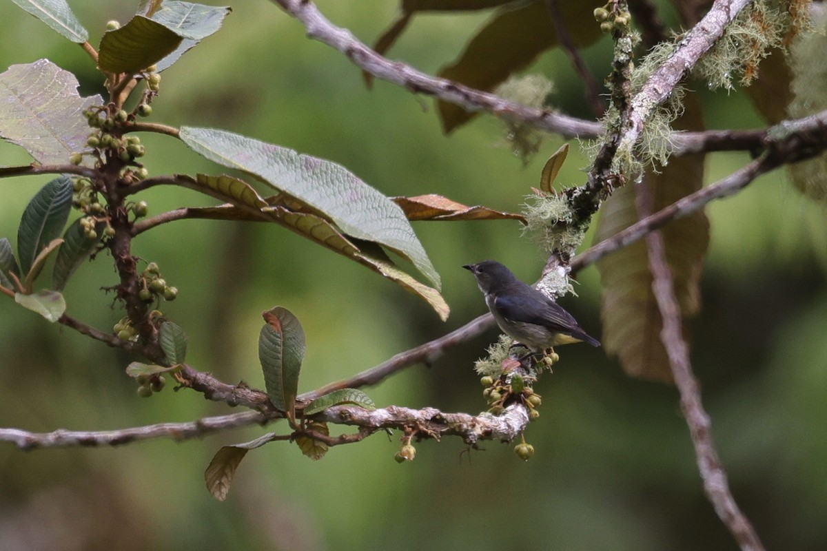 Fire-throated Flowerpecker - ML651611228