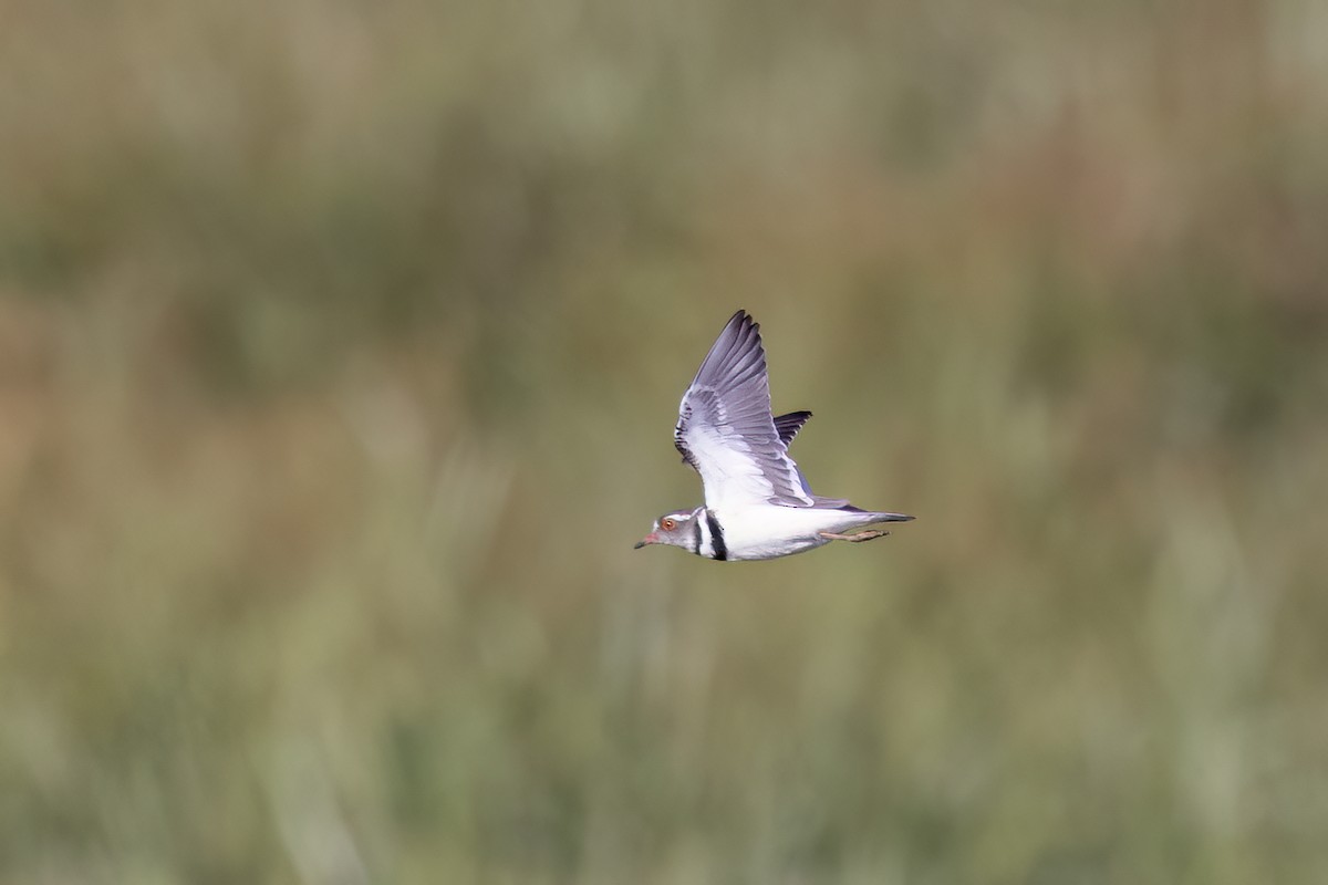Pluvier à triple collier (tricollaris) - ML651611375