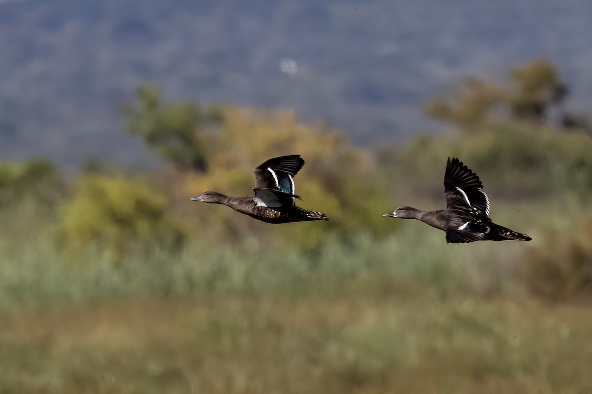 Canard noirâtre - ML651611506