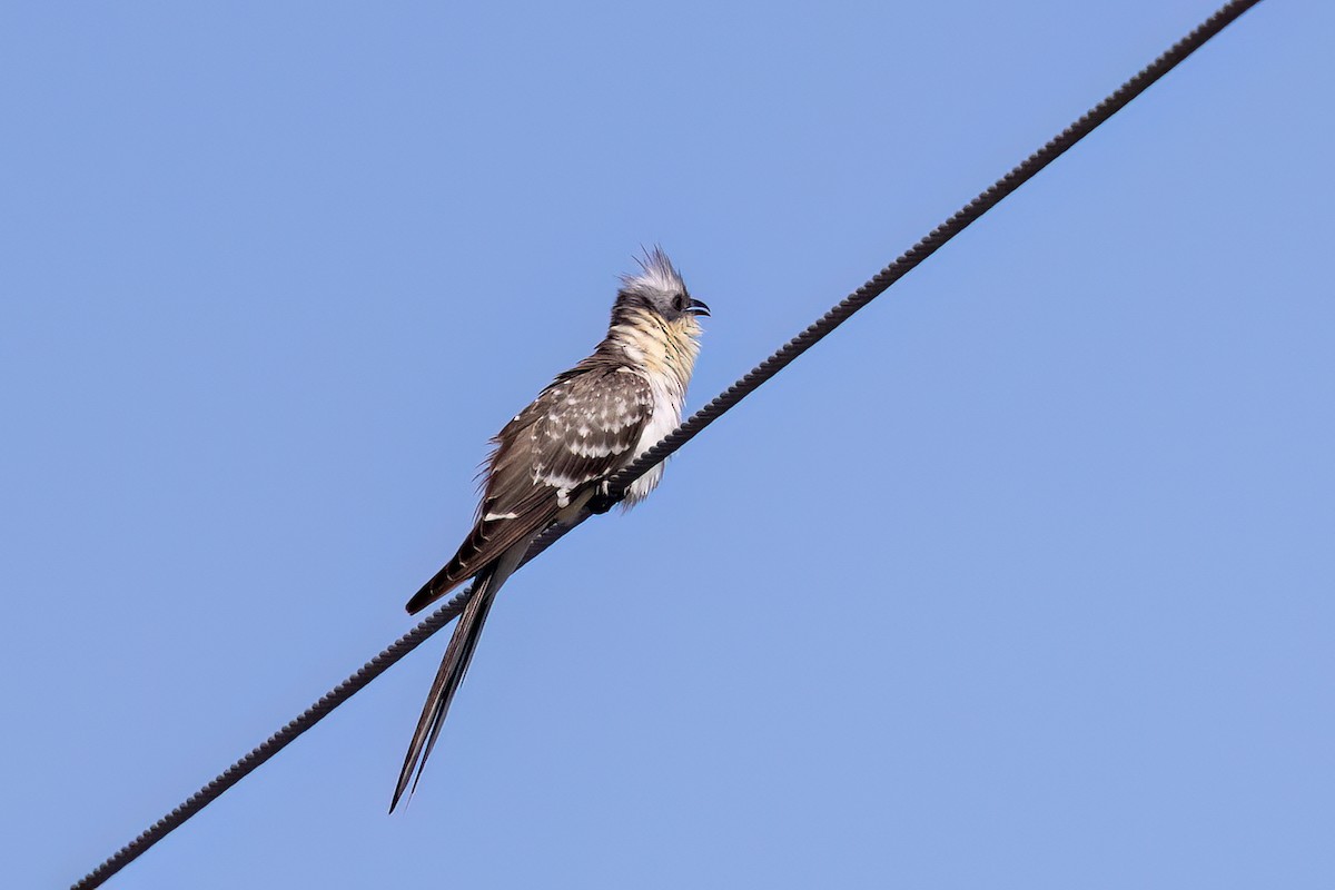 Coucou geai - ML651611603