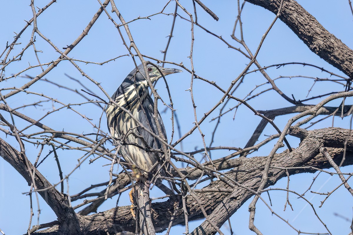 Blongios de Sturm - ML651611733