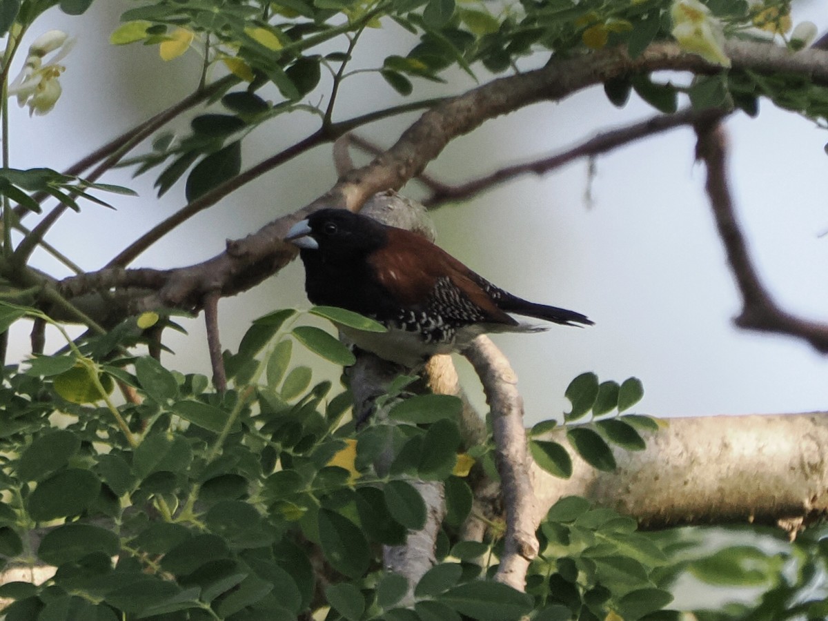 Black-and-white Mannikin - ML651612017