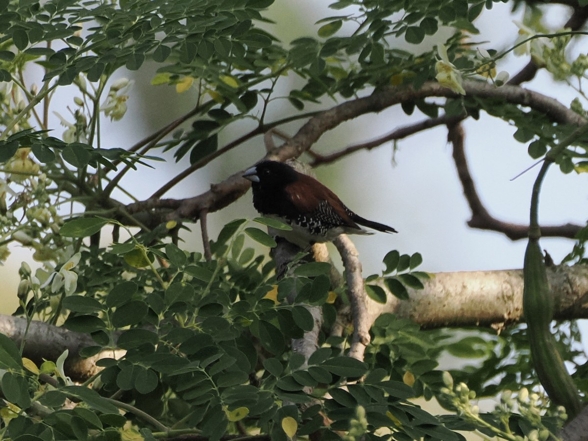 Black-and-white Mannikin - ML651612018