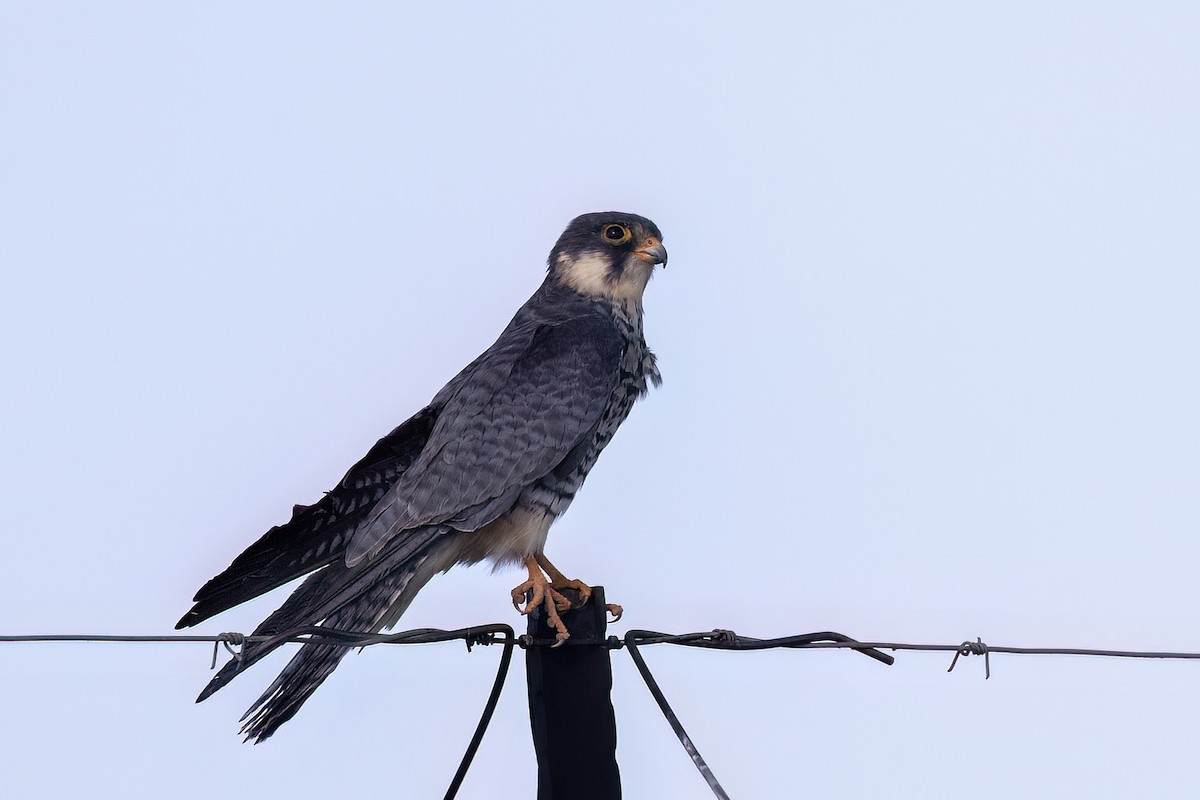 Faucon de l'Amour - ML651612301