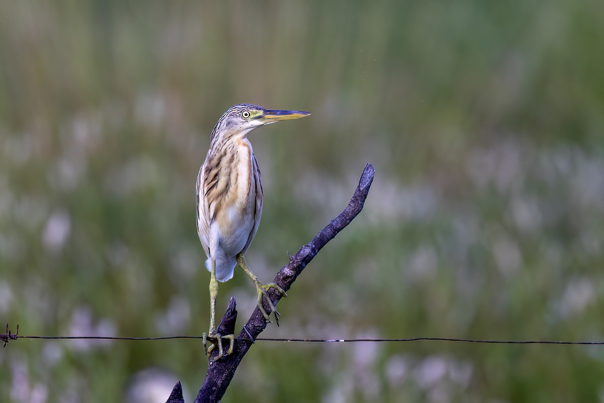 Crabier chevelu - ML651612371