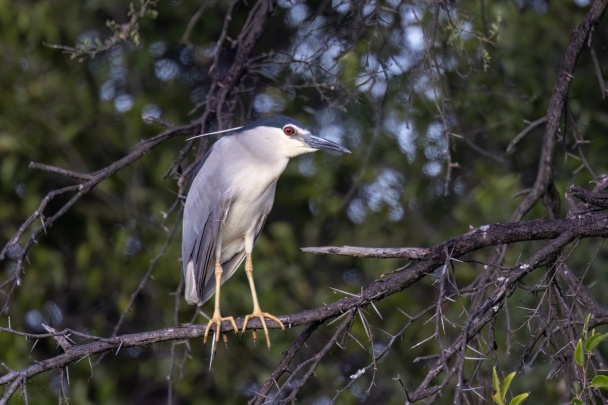 Bihoreau gris (nycticorax) - ML651612475