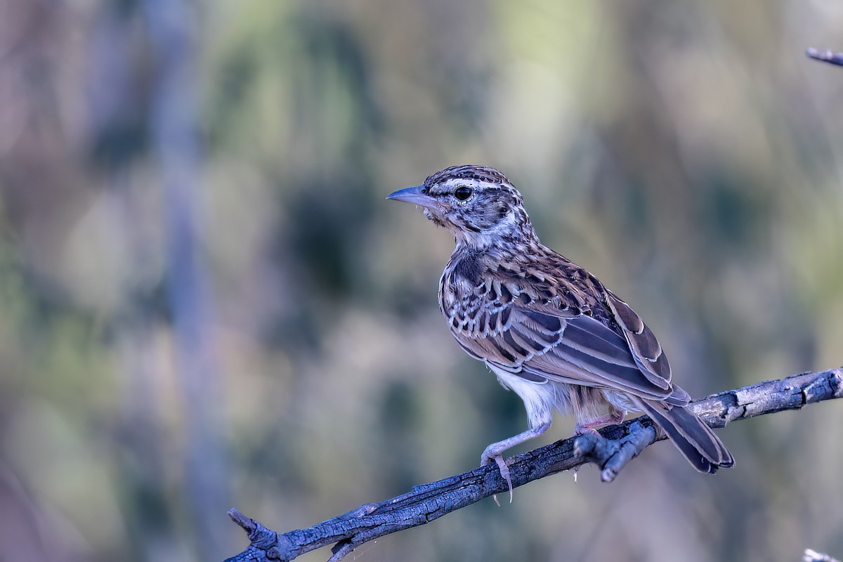 Alouette sabota (groupe sabota) - ML651612565