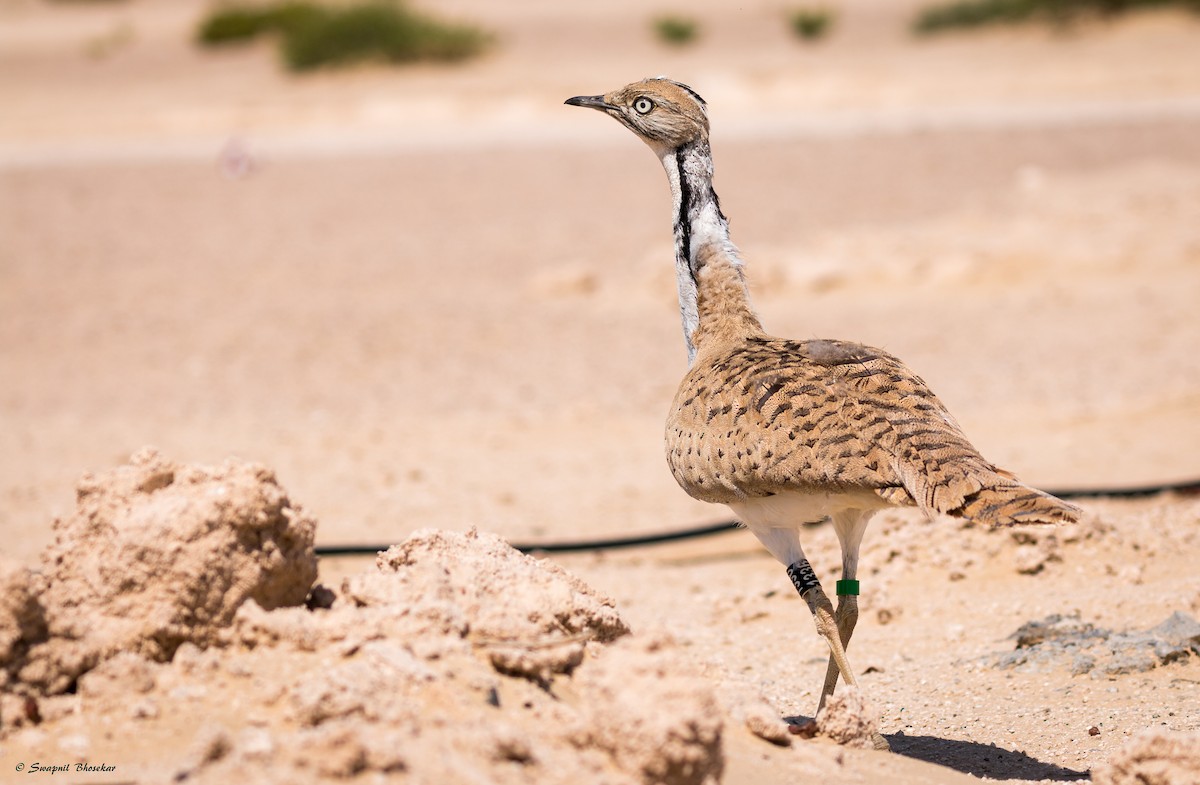 Asian Houbara - Swapnil Bhosekar