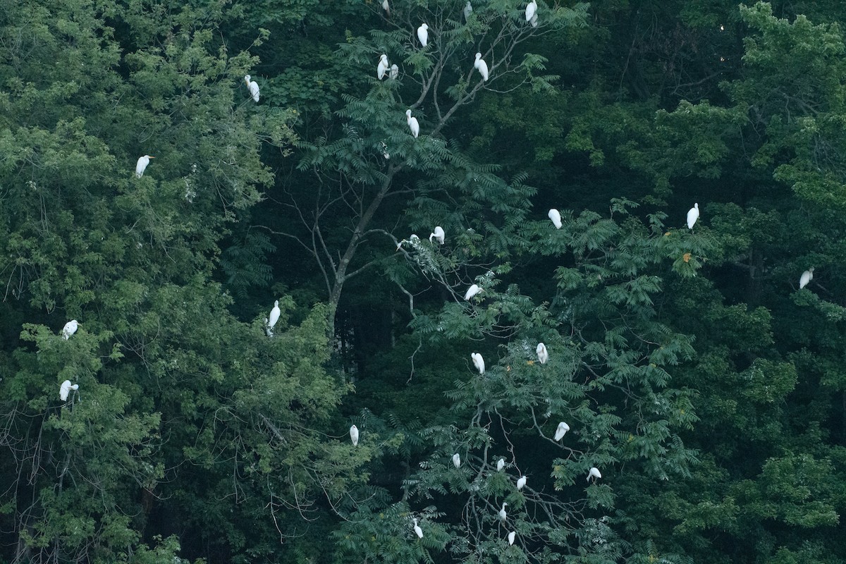 Great Egret - Joseph Campolo