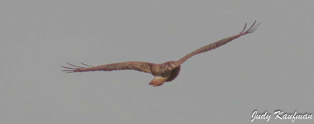 Buteo, unbestimmt - ML651612976
