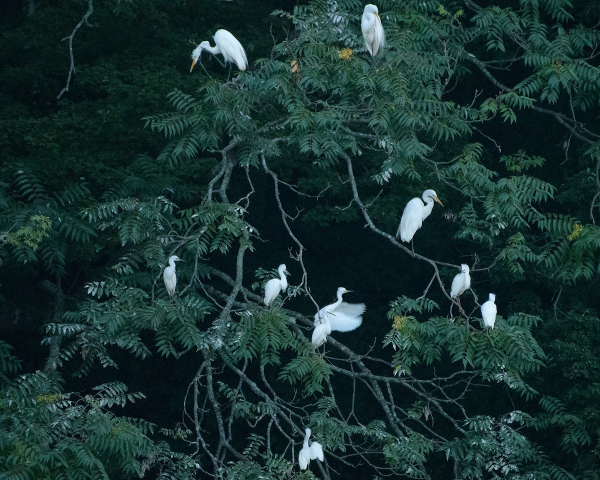 Snowy Egret - ML65161341