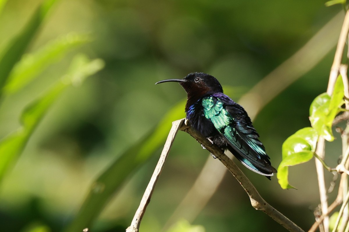 Purple-throated Carib - ML651613748
