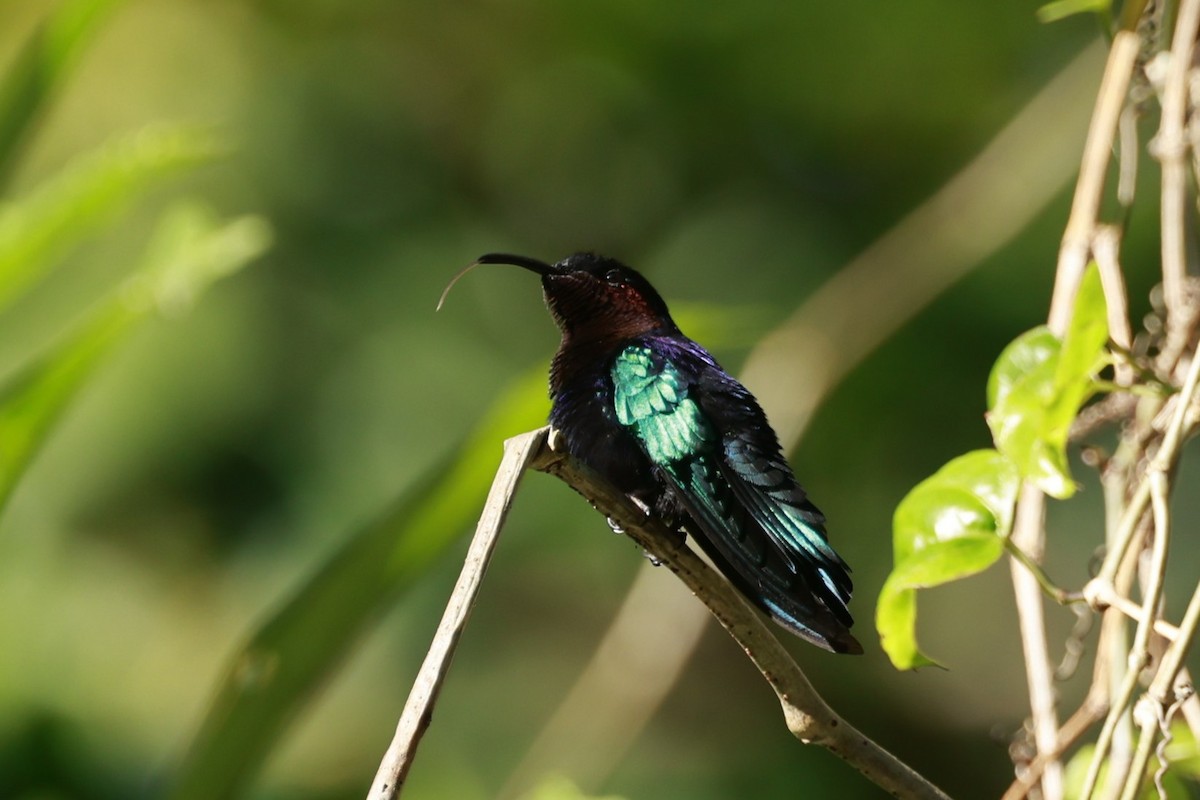 Purple-throated Carib - ML651613749