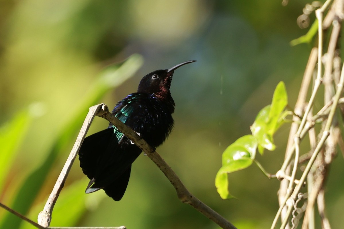 Purple-throated Carib - ML651613750