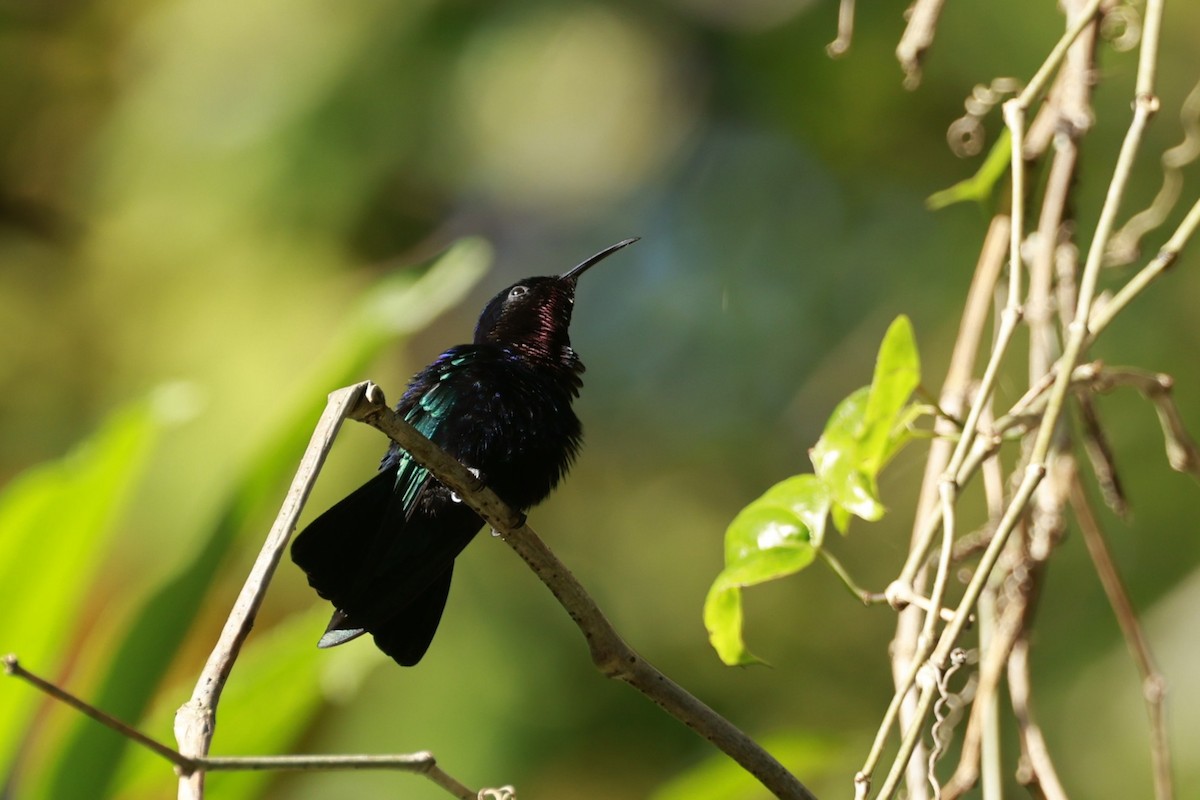 Purple-throated Carib - ML651613751