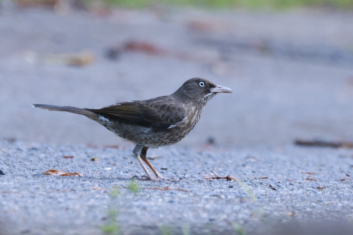 Pearly-eyed Thrasher - ML651613795