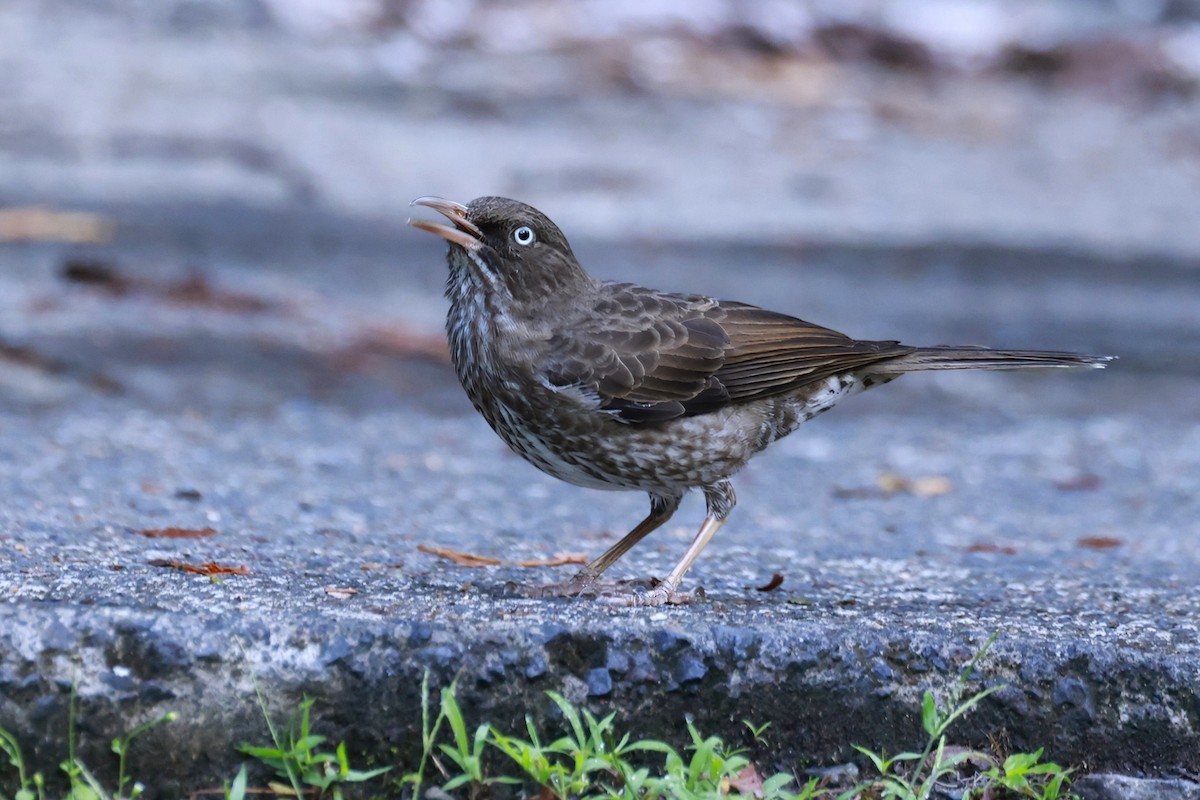 Pearly-eyed Thrasher - ML651613797
