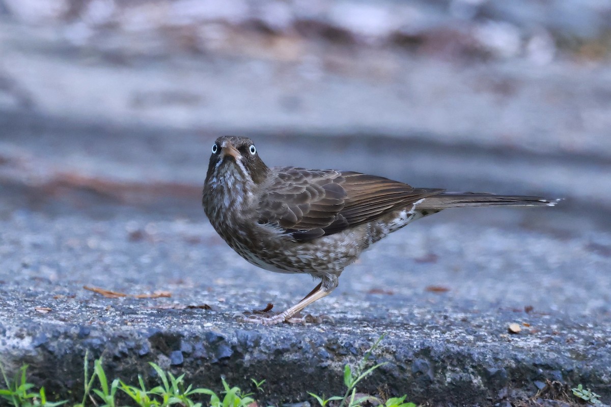 Pearly-eyed Thrasher - ML651613798