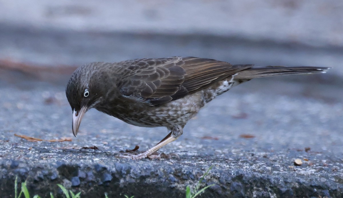Pearly-eyed Thrasher - ML651613799