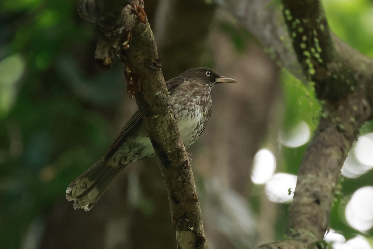 Pearly-eyed Thrasher - ML651613800