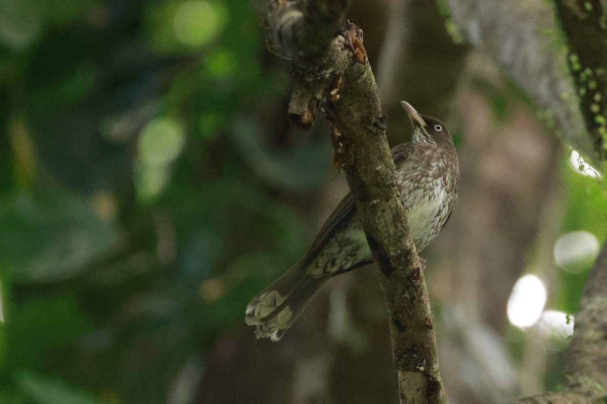 Pearly-eyed Thrasher - ML651613801