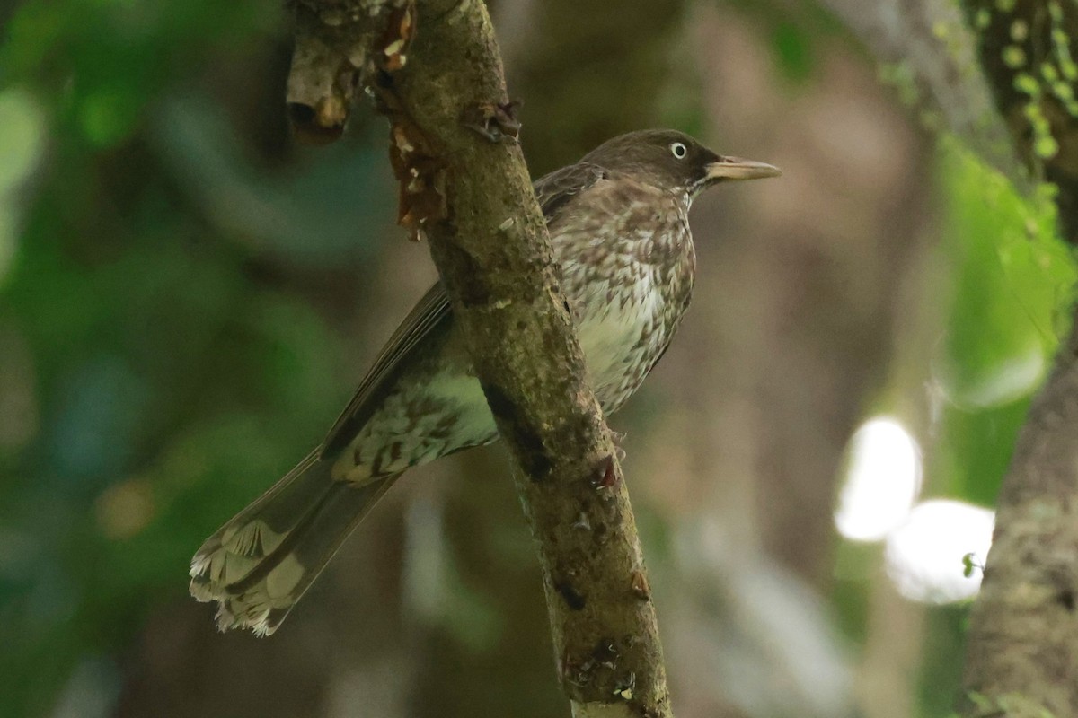 Pearly-eyed Thrasher - ML651613803