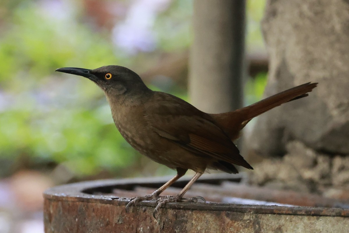 Brown Trembler - ML651613808