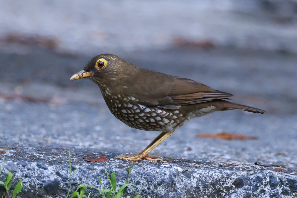 Forest Thrush - ML651613843