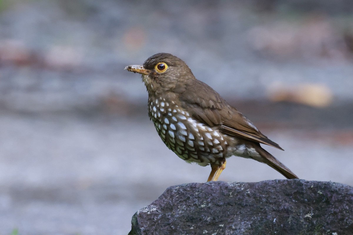 Forest Thrush - ML651613844