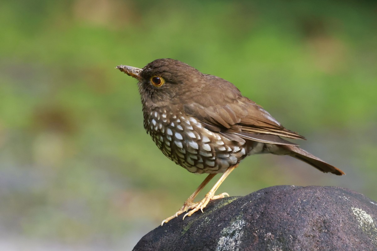 Forest Thrush - ML651613845