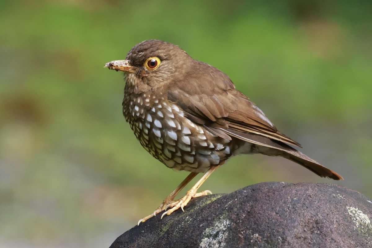 Forest Thrush - ML651613847