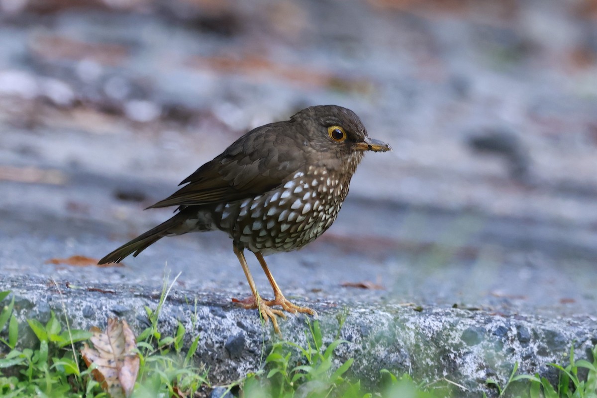 Forest Thrush - ML651613848