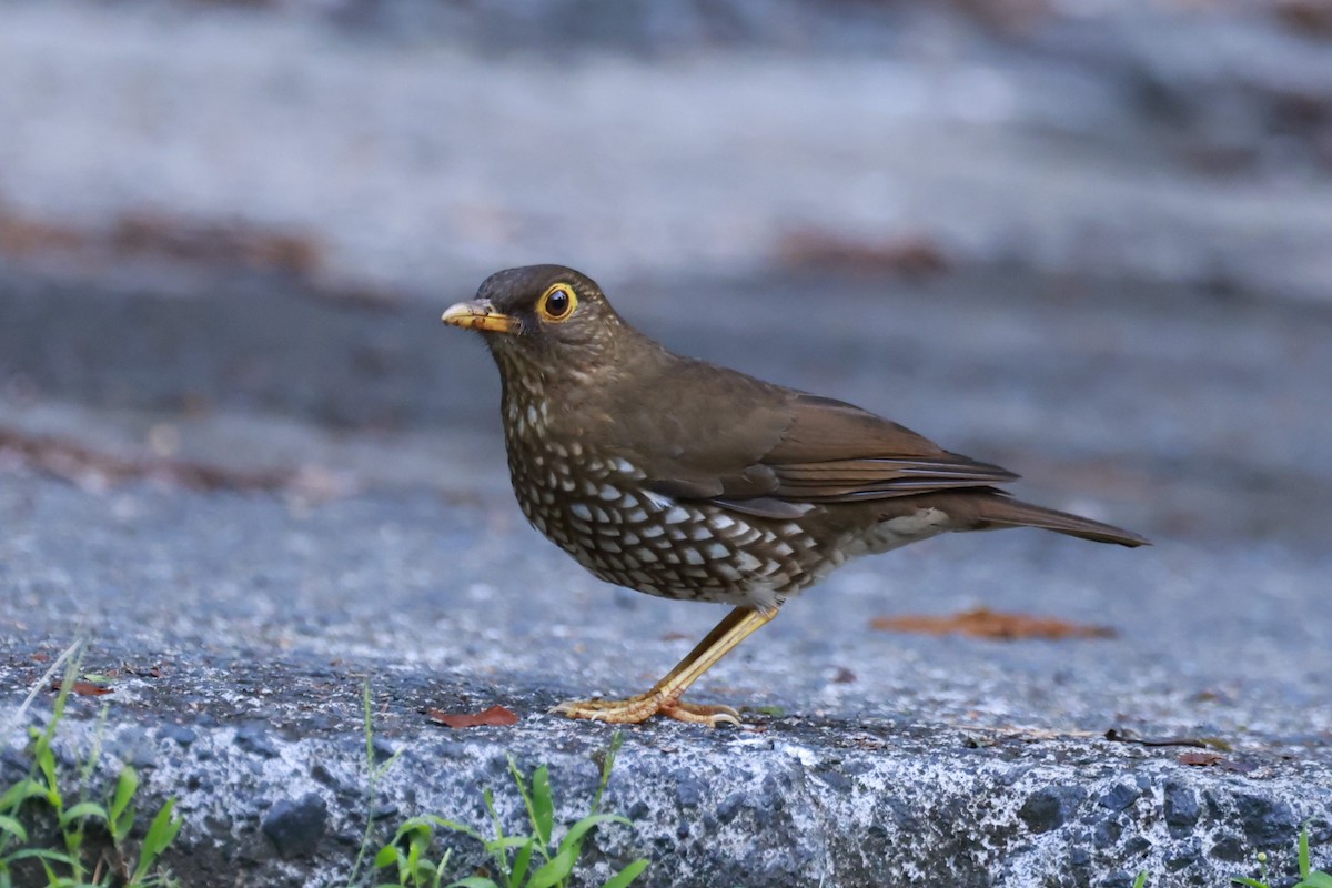 Forest Thrush - ML651613849