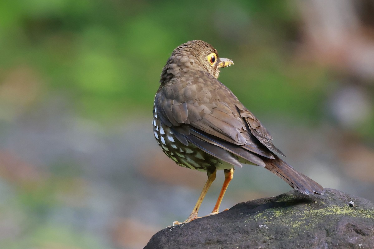 Forest Thrush - ML651613850