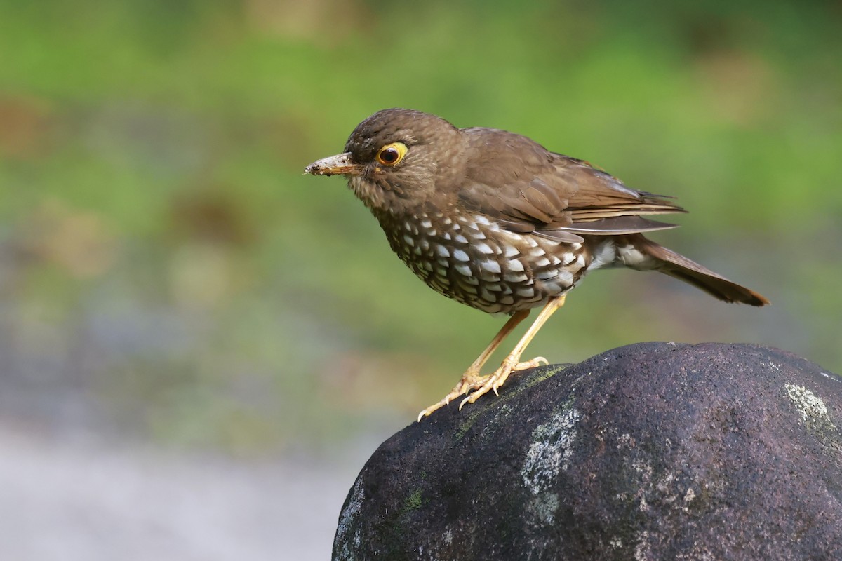 Forest Thrush - ML651613851